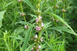怎样种植益母草？益母草栽培技术要点