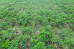 怎样种植白芷？中药材白芷种植技术要点