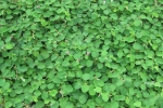 金钱草有什么功效，怎样种植金钱草？