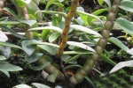 铁皮石斛的种植方法介绍