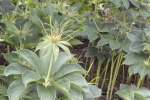 怎样种植重楼？重楼人工栽培技术要点
