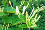 金银花病虫害防治技术大全