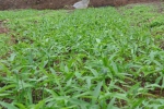 怎样种植旱半夏？旱半夏种植技术